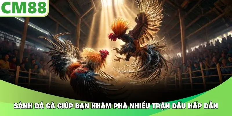 Sảnh đá gà giúp bạn khám phá nhiều trận đấu hấp dẫn